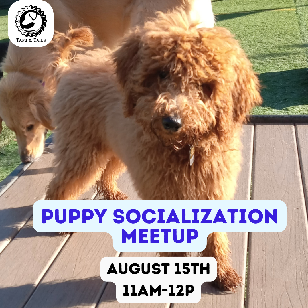 Puppy Social Hour