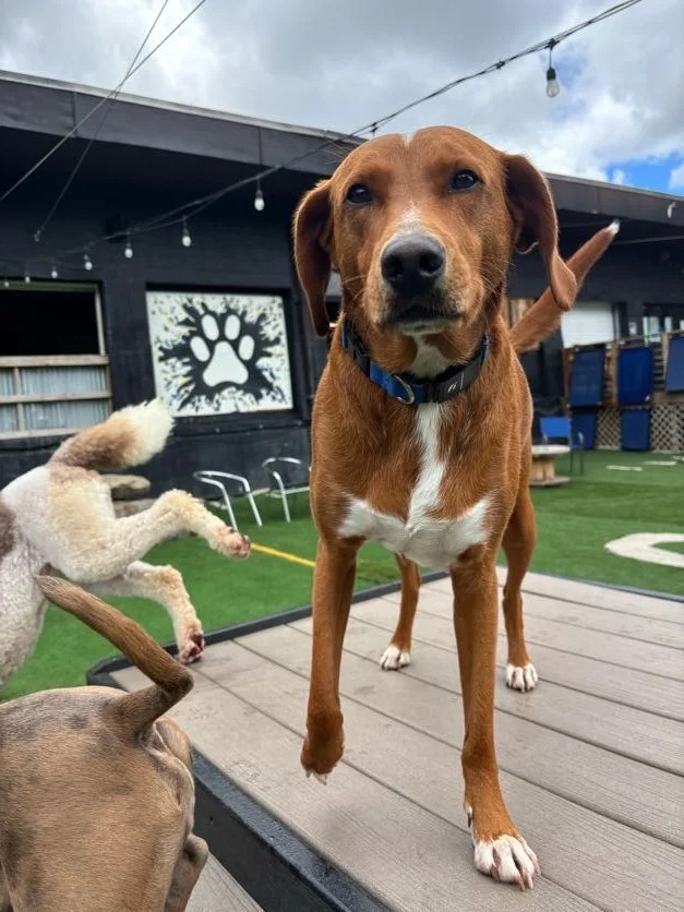 Is Your Dog Destroying Your House? They Might Just Need a Job.