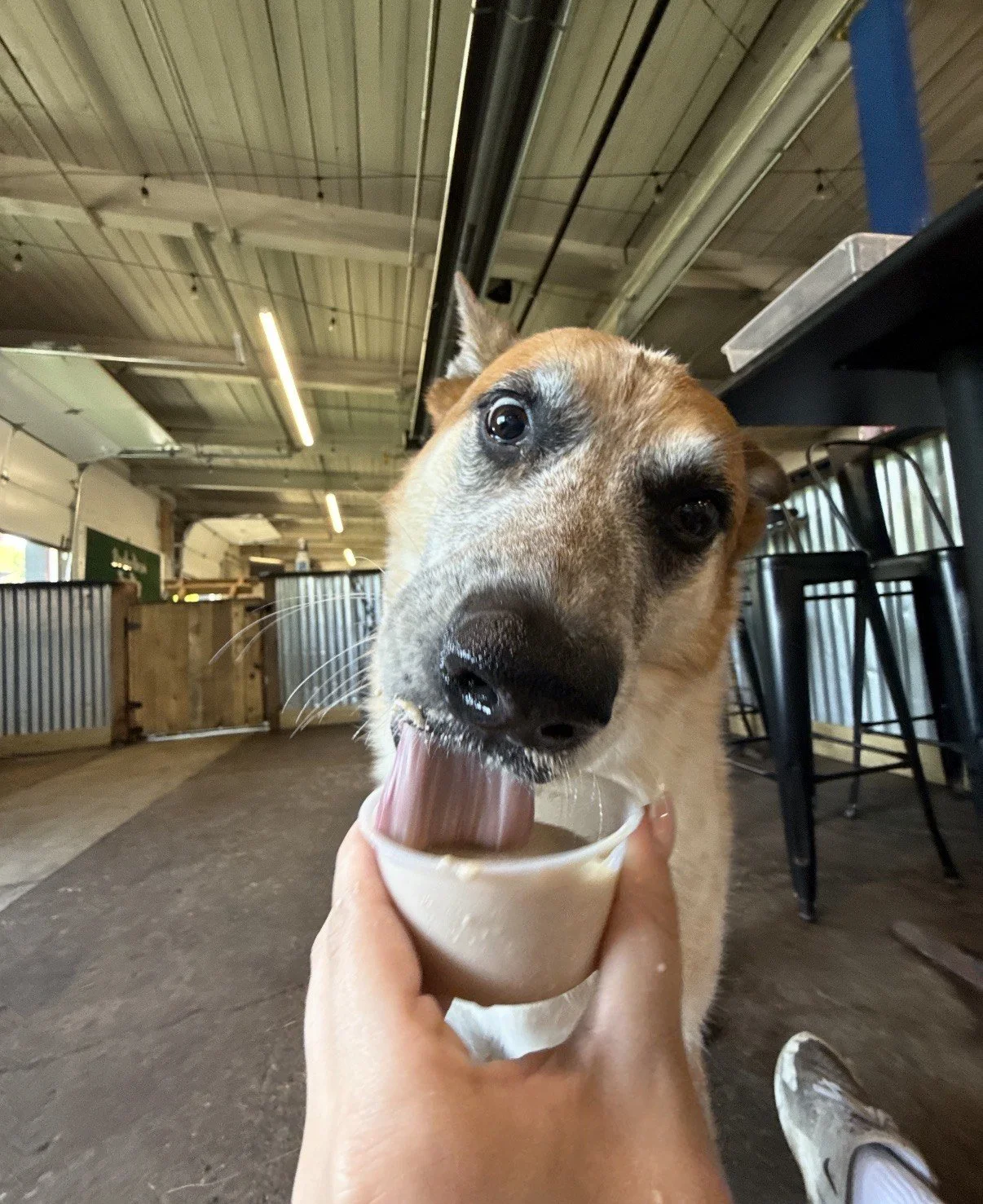 How to Choose the Best Boarding Option for Your Dog