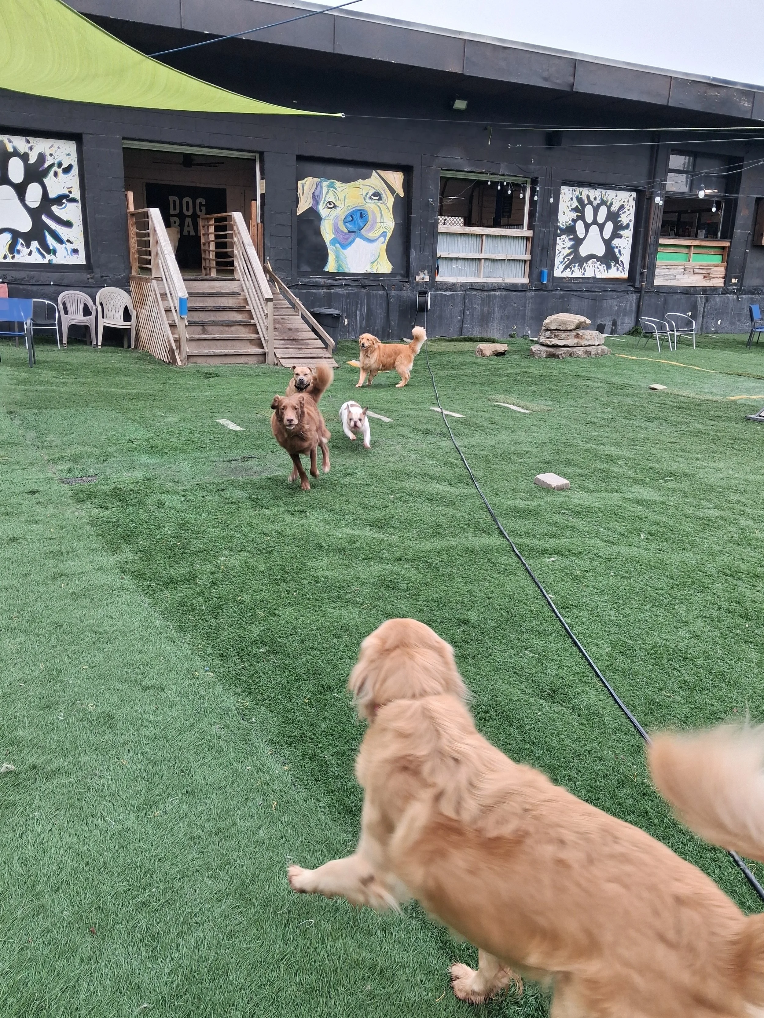 What Should a Good Dog Daycare Day Look Like?