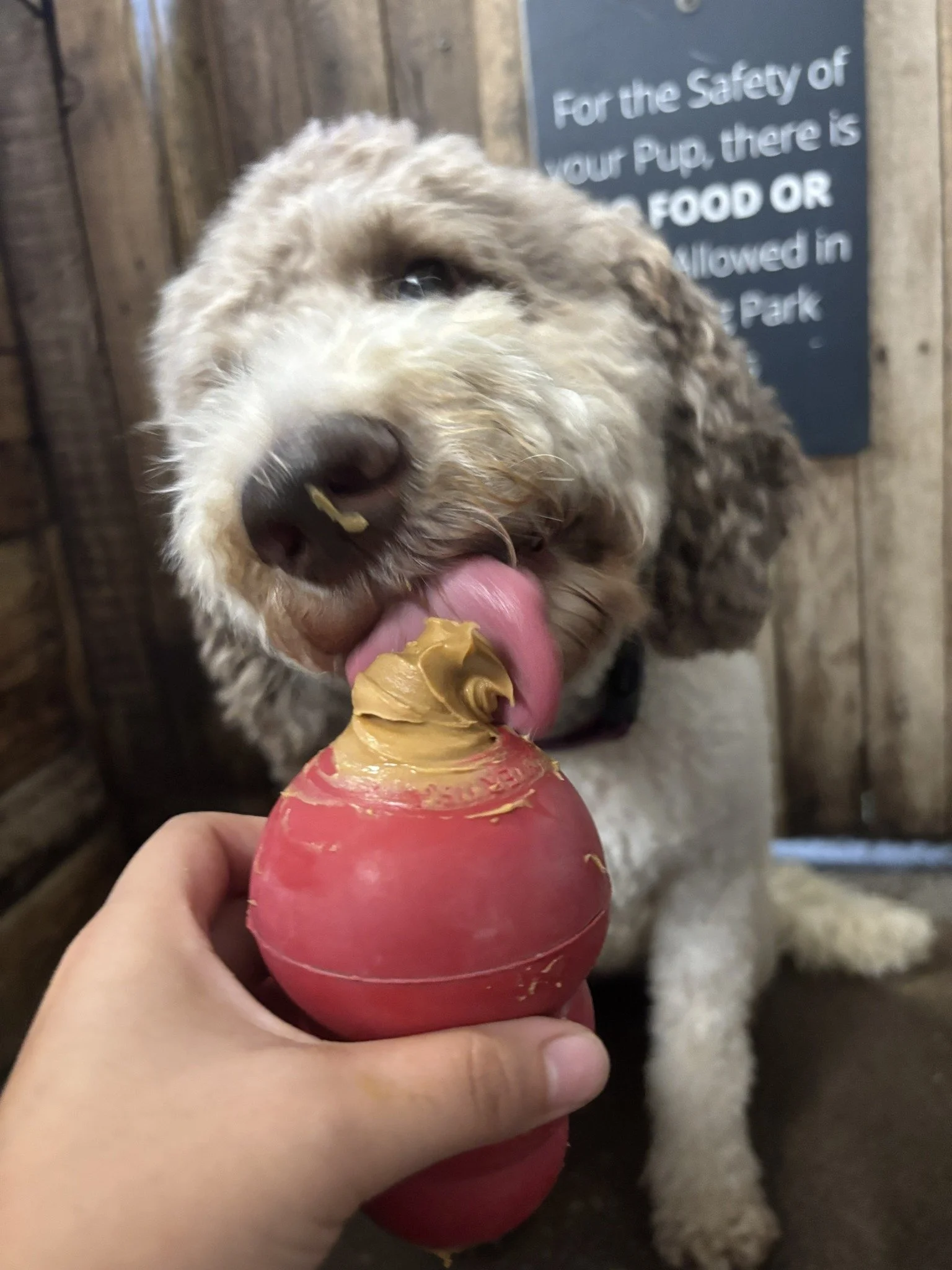 7 Signs Your Dog Might Be Bored