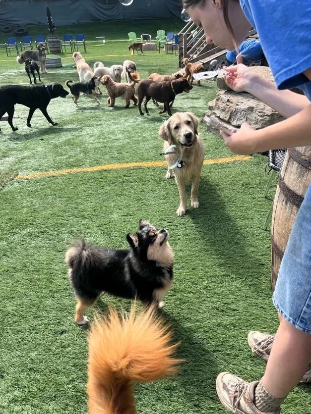 How to Choose the Best Boarding Option for Your Dog