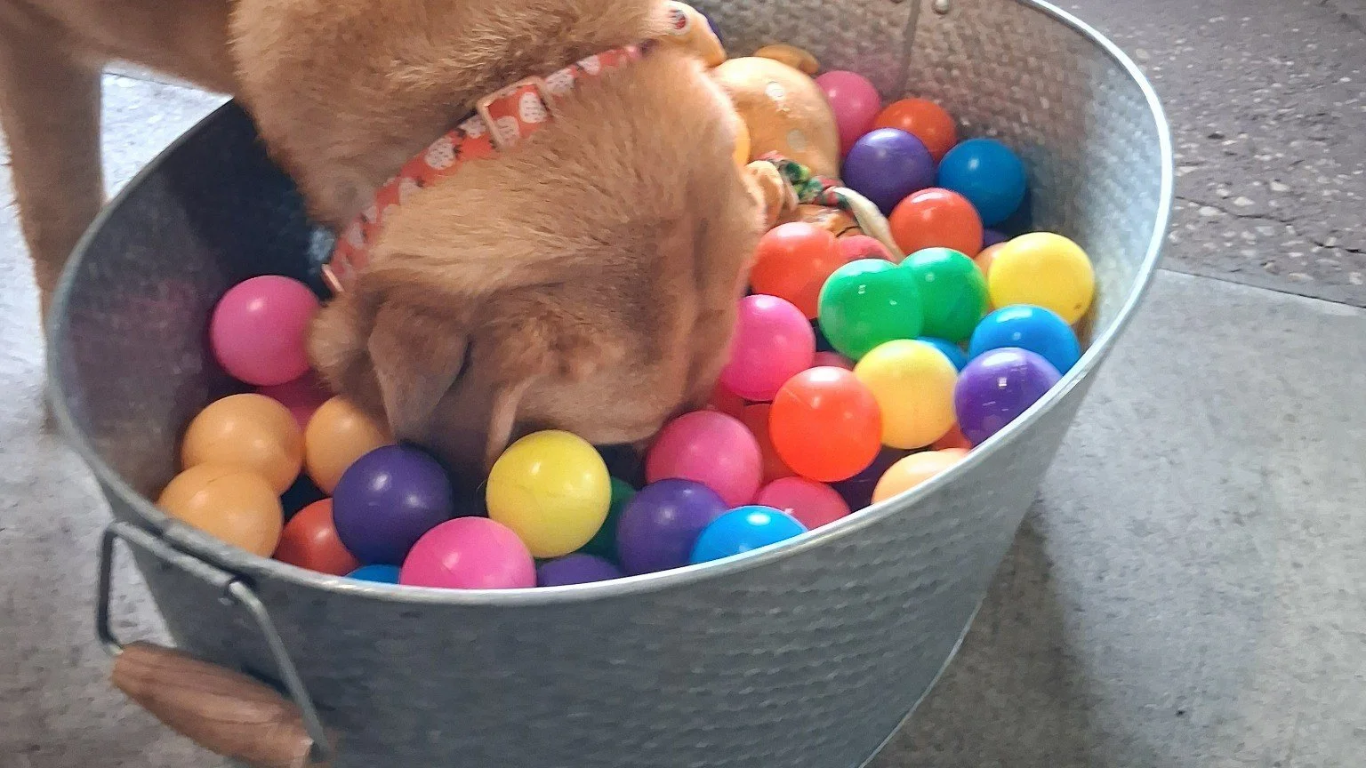 Dog searching through a colorful ball pit during an enrichment activity at Taps & Tails in Cleveland
