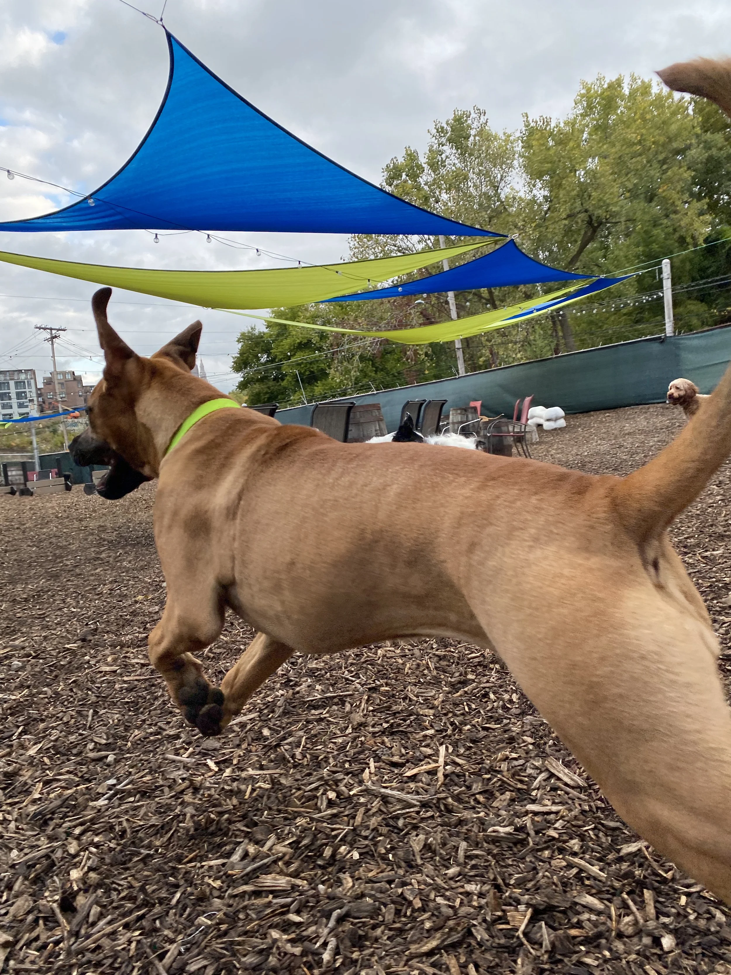 Dog Park & Bar — Taps and Tails
