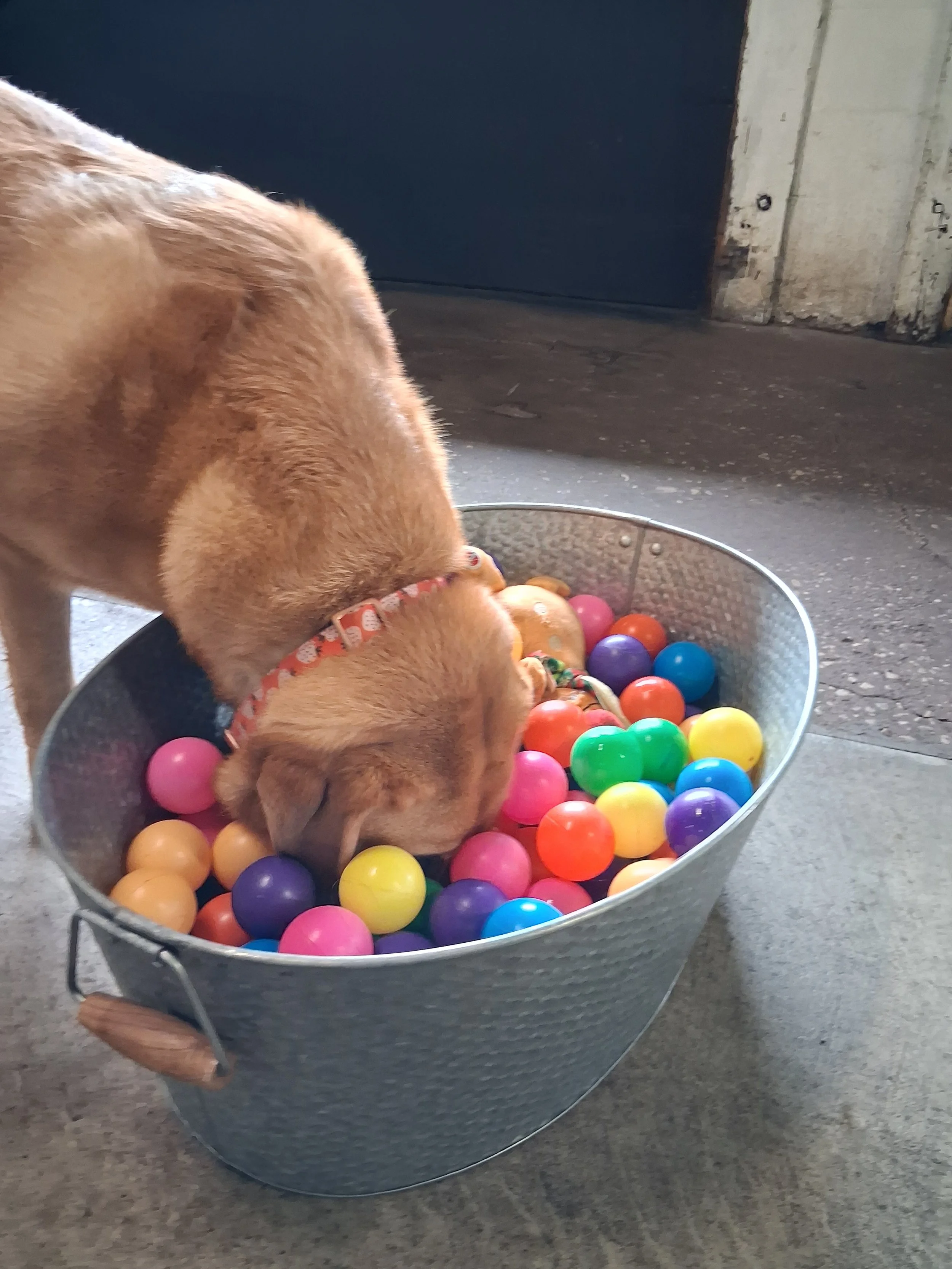 Dog exploring a colorful ball-pit enrichment activity at Taps & Tails