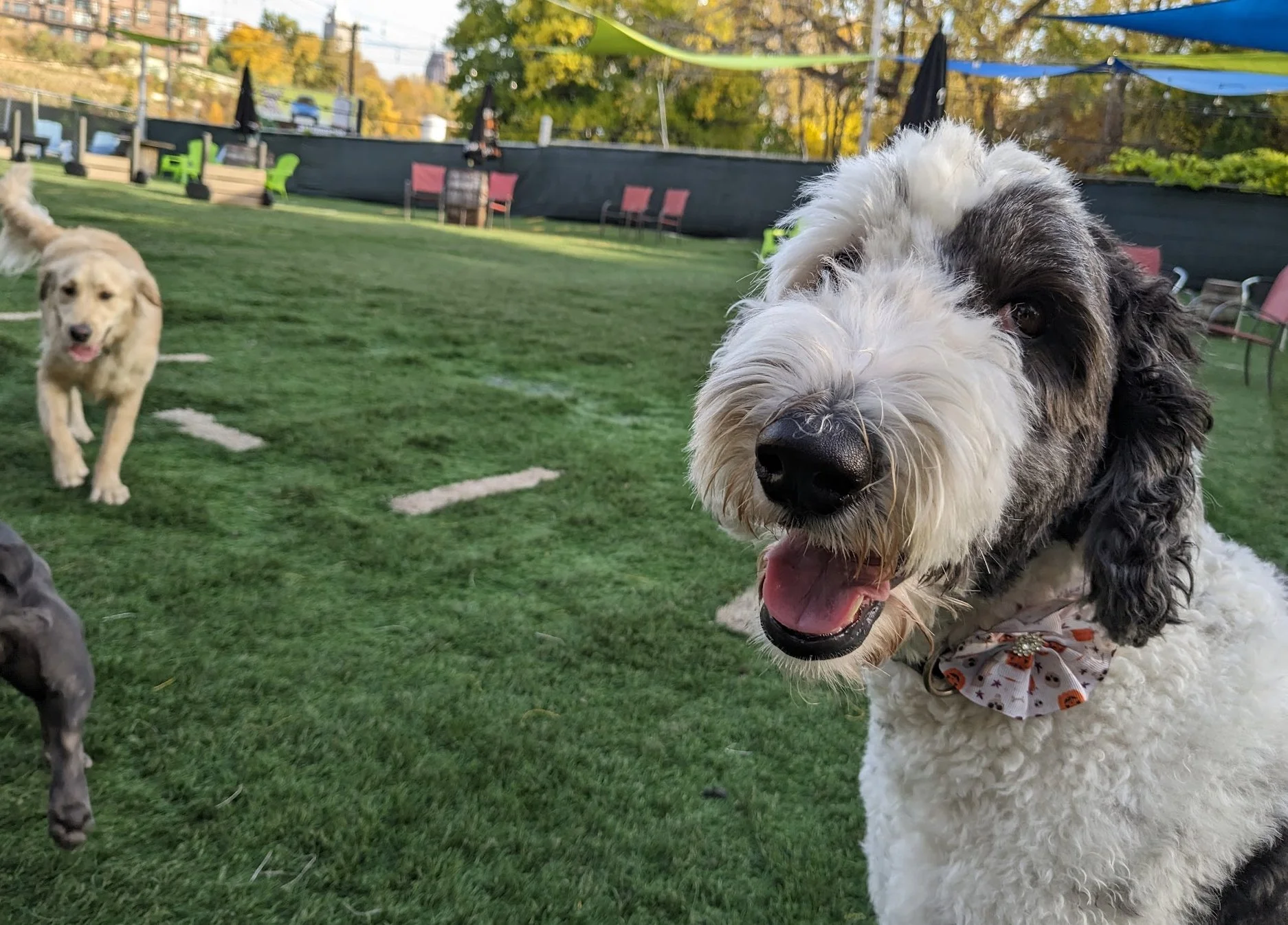 Happy dog enjoying the outdoor play yard at Taps & Tails in Cleveland