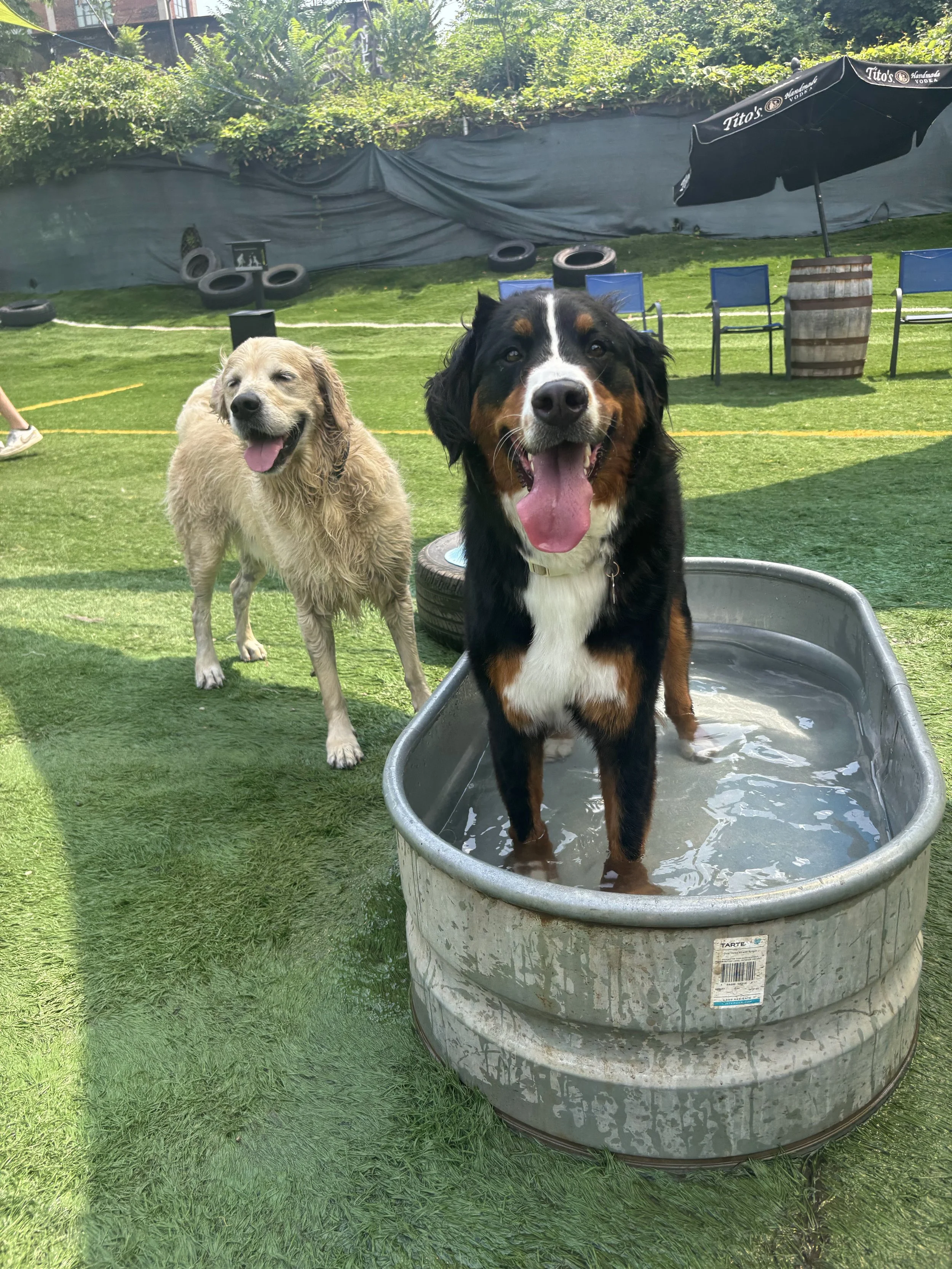 Dogs enjoying a water-play activity at Taps & Tails in Cleveland
