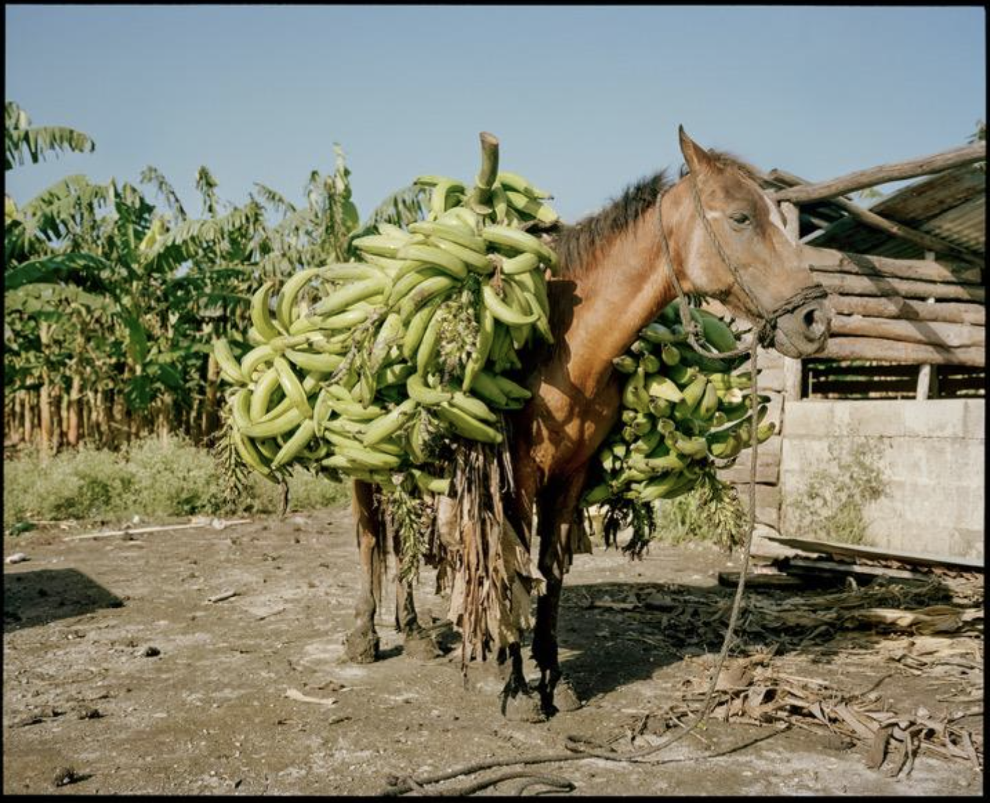 Adeline Lulo
Plantación de Abuelo, Moca, República Dominicana
2013
archival pigment prints framed in white lacquer on maple mounted on 3mm dibond
edition 1 of 5 plus 2 artist proofs
25 x 31 inches