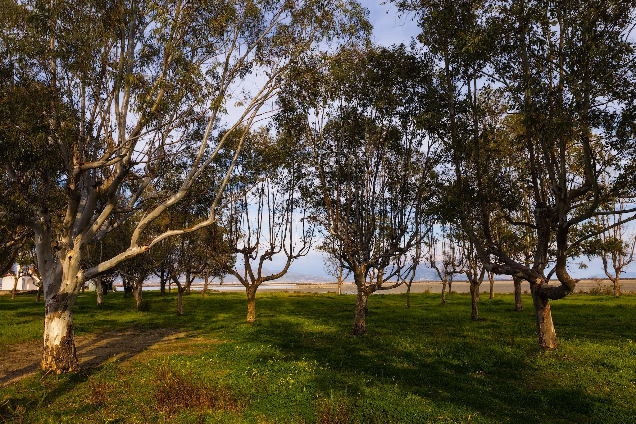 Touurlida Trees Sunset.jpg
