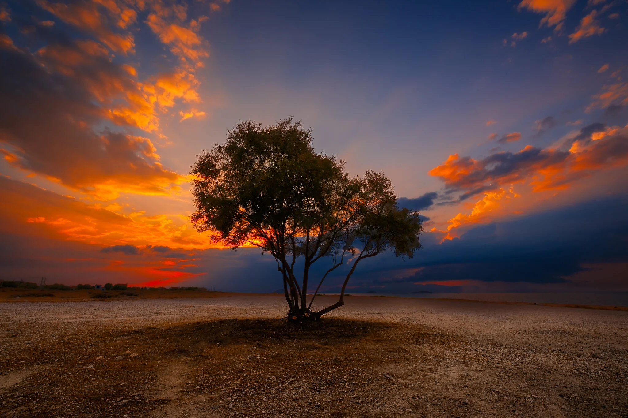 Aigina Sunset Tree.jpg