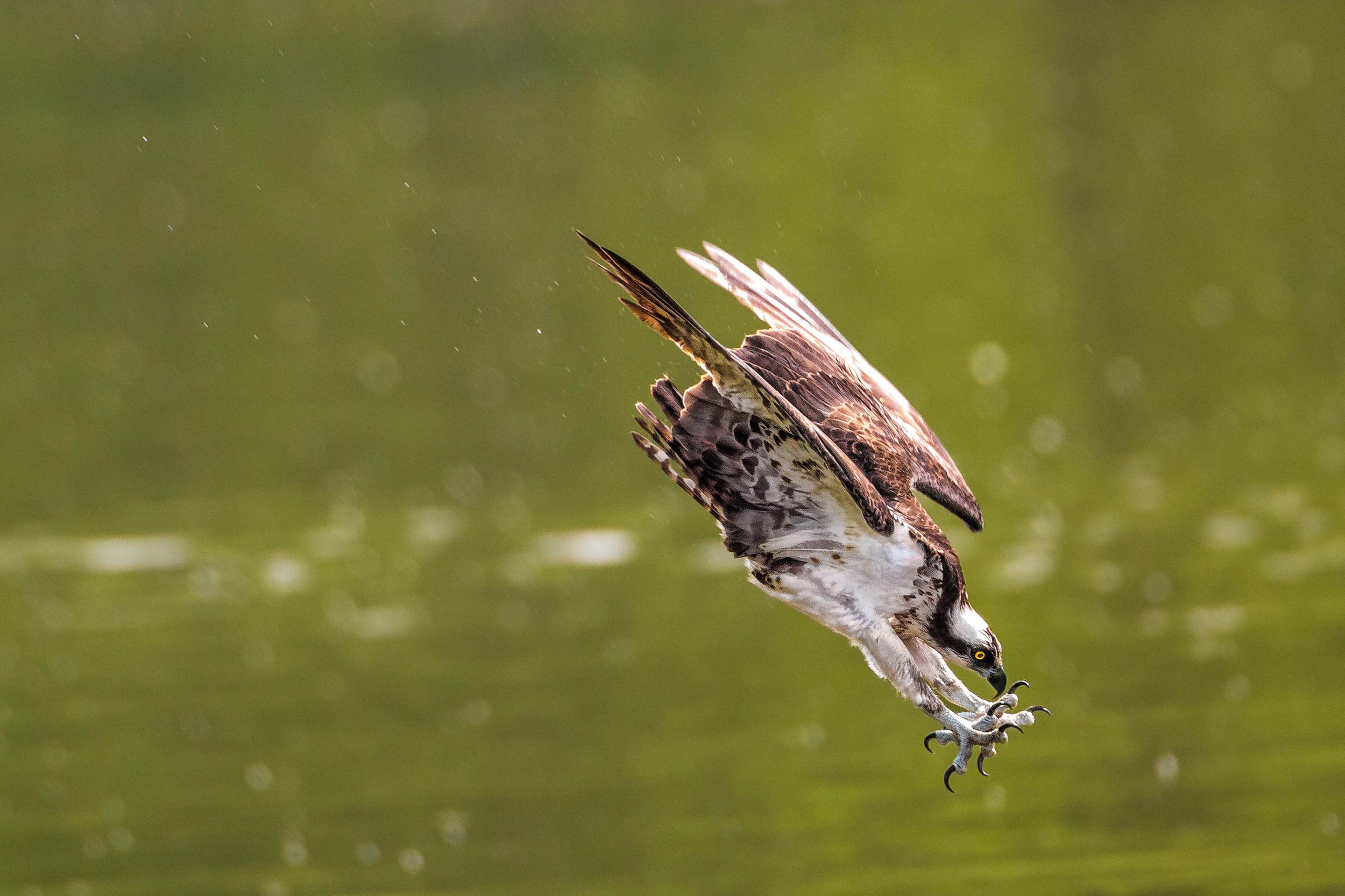 Osprey  Audubon Center for Birds of Prey