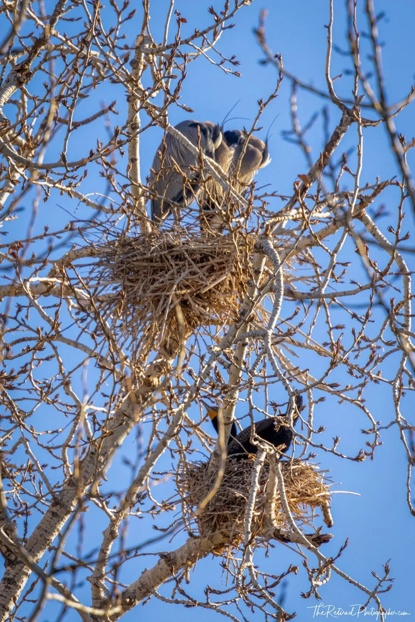 Spring Bird Photography at Great Blue Heron Rookery