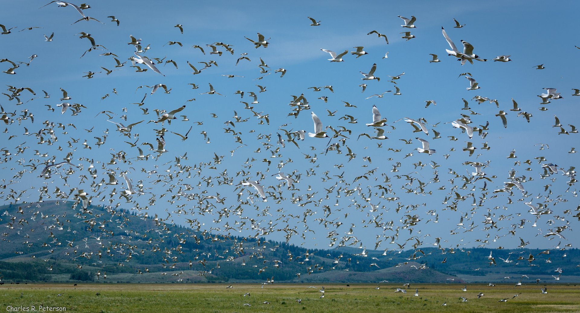 Franklin's gulls Idaho.jpg