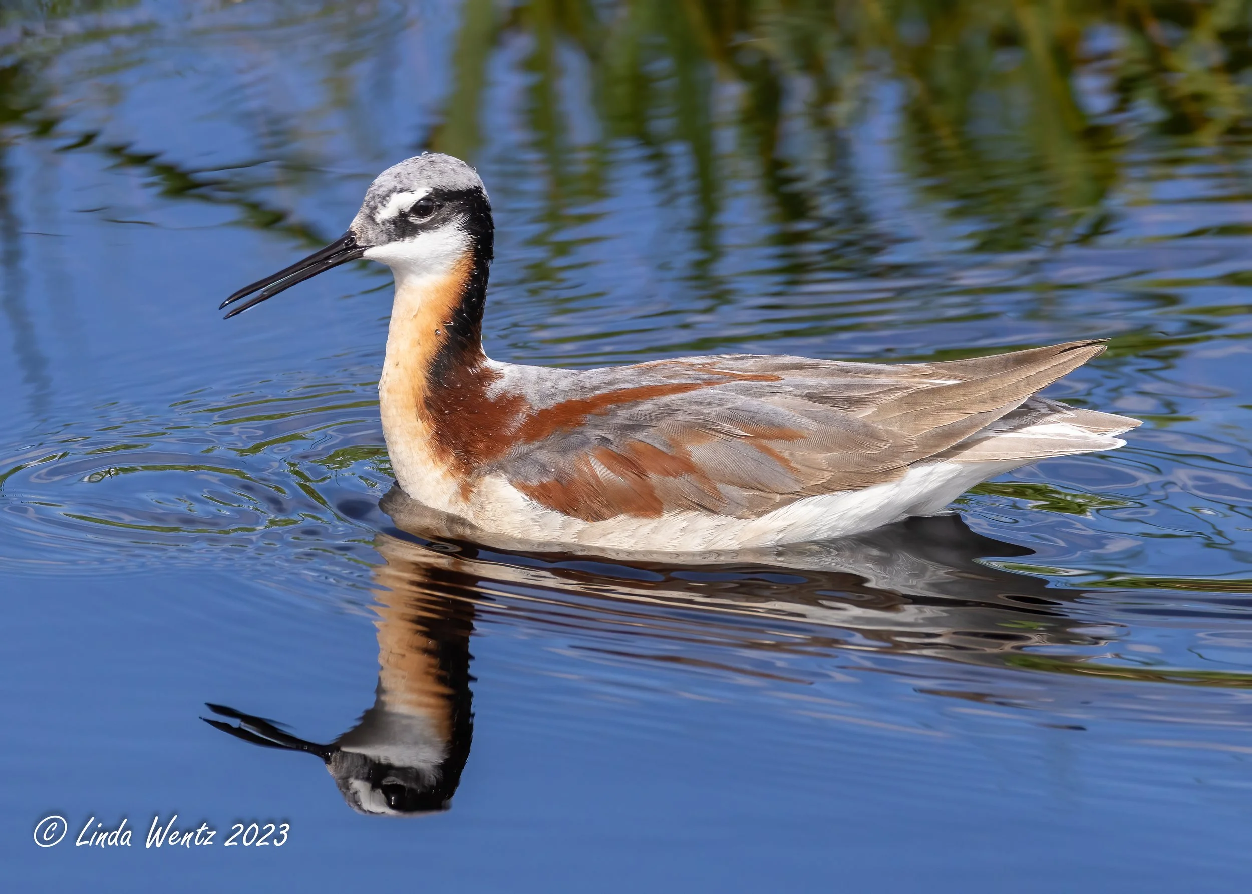 Idaho Big Year with Linda Wentz