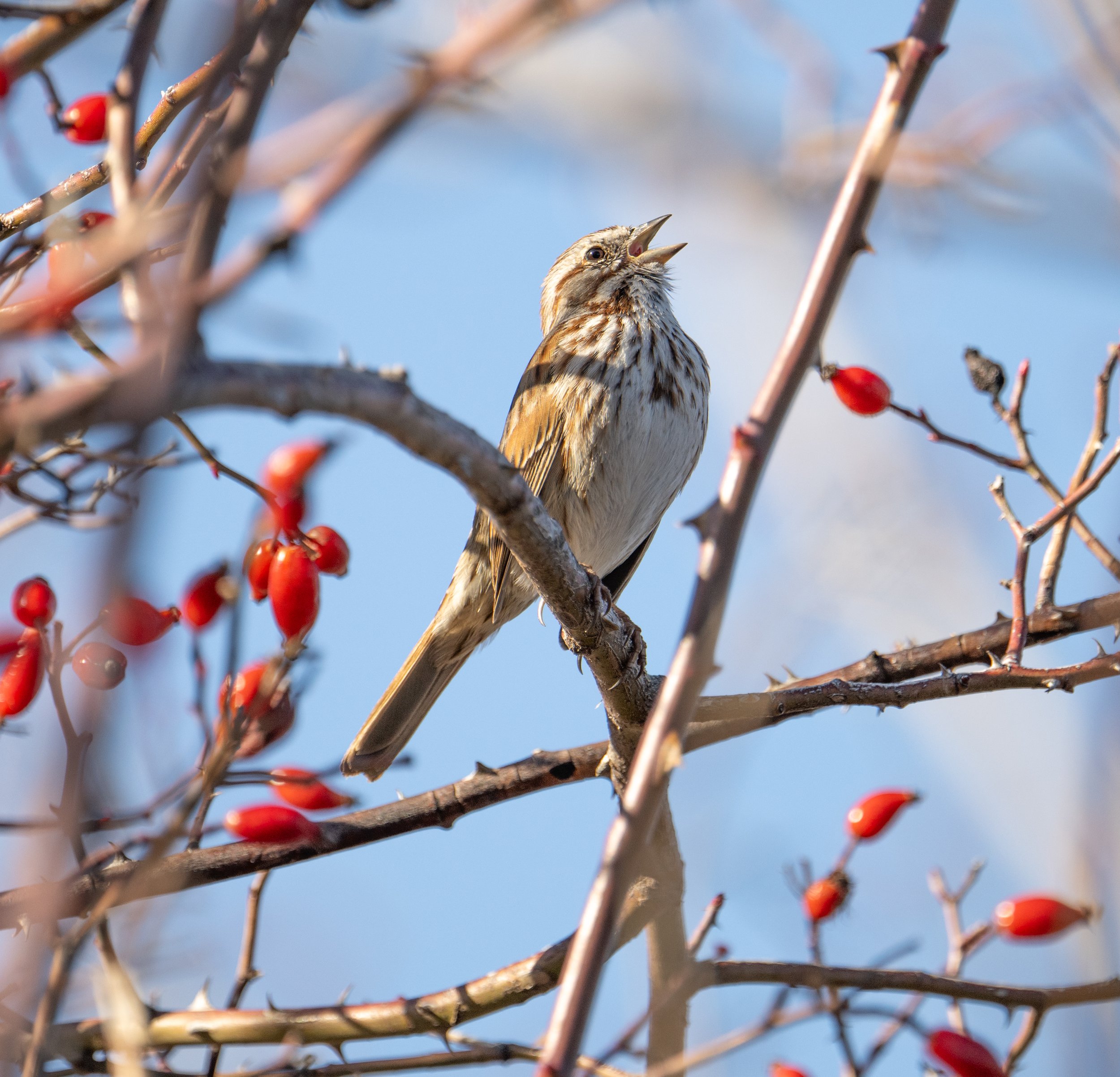 Song Sparrow by Terry Rich