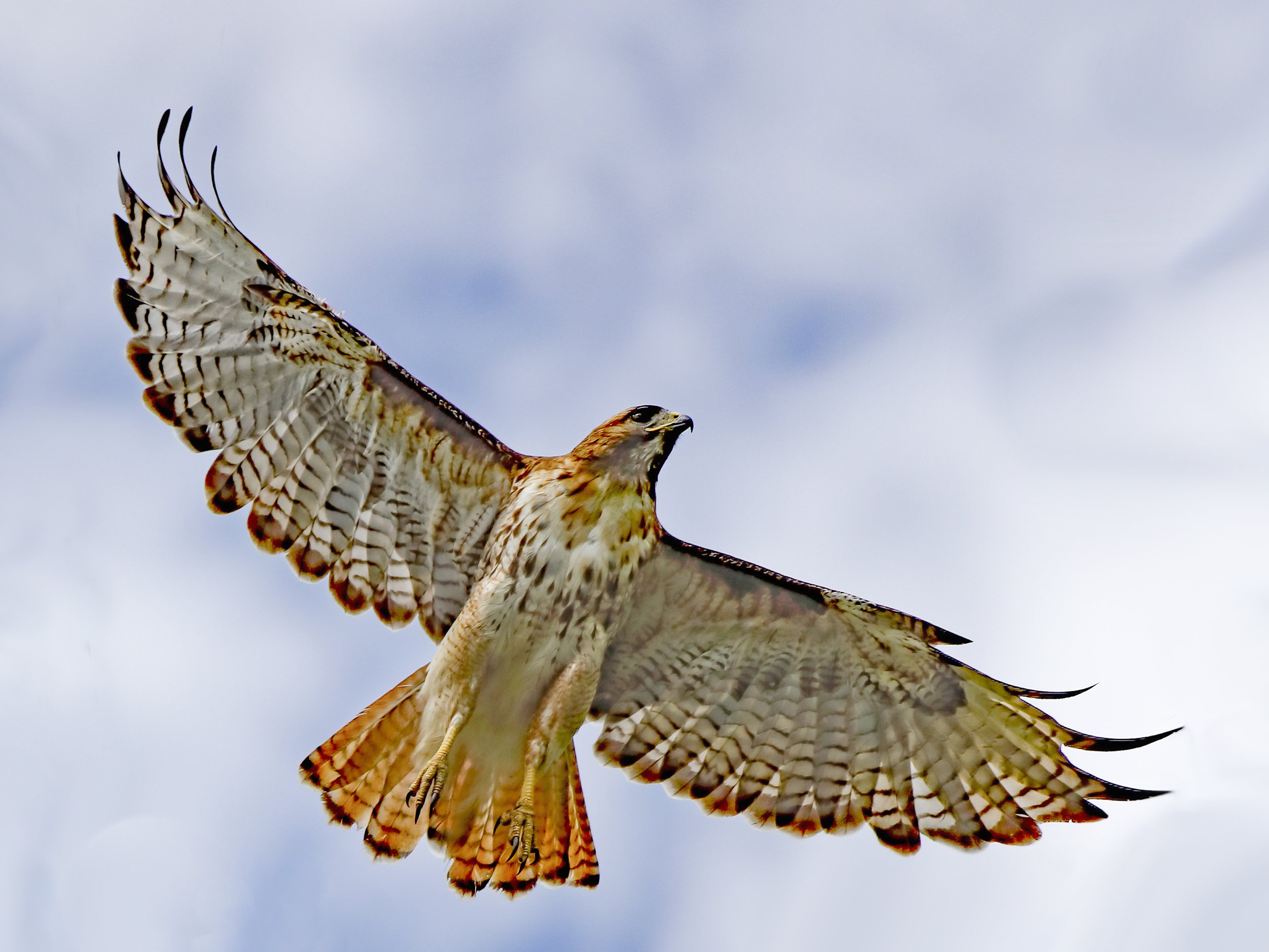 Red-Tailed Hawk by Ted Corporandy