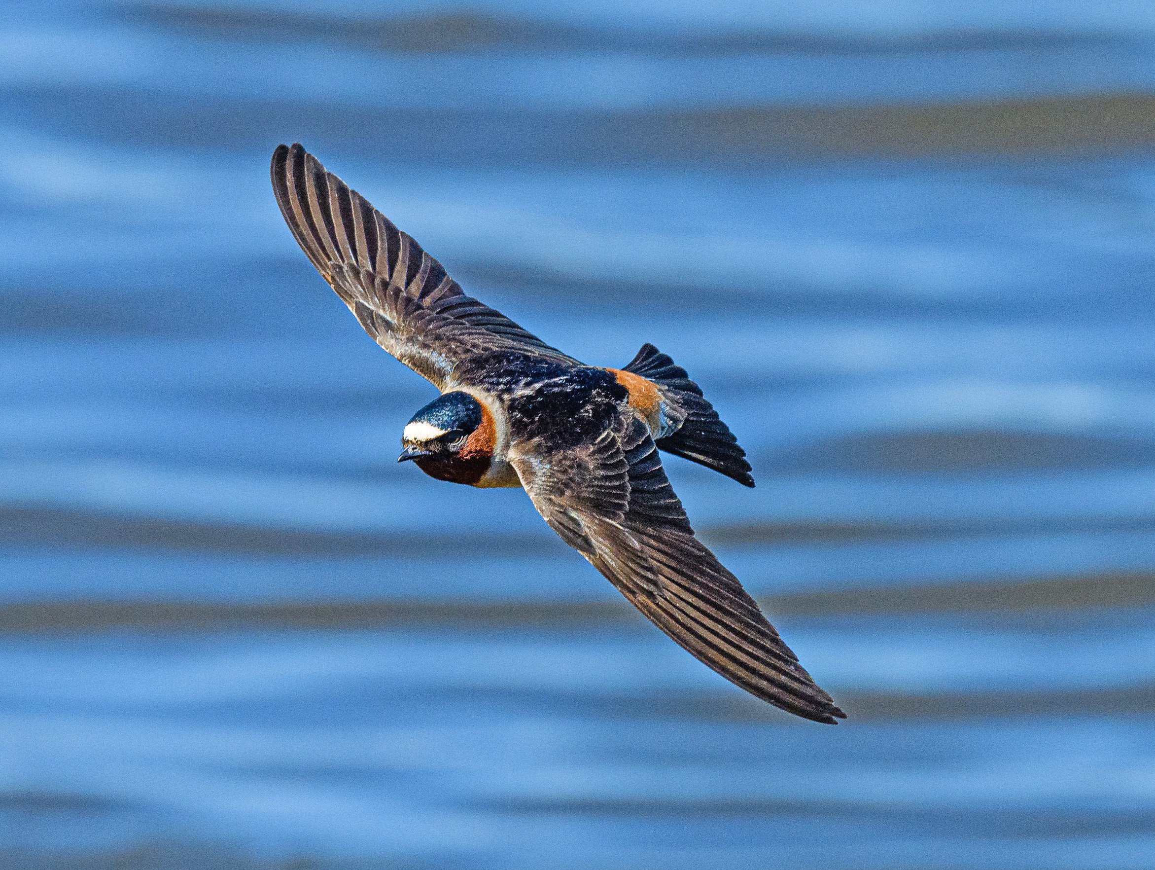 cliff swallow by Ken Miracle.jpg