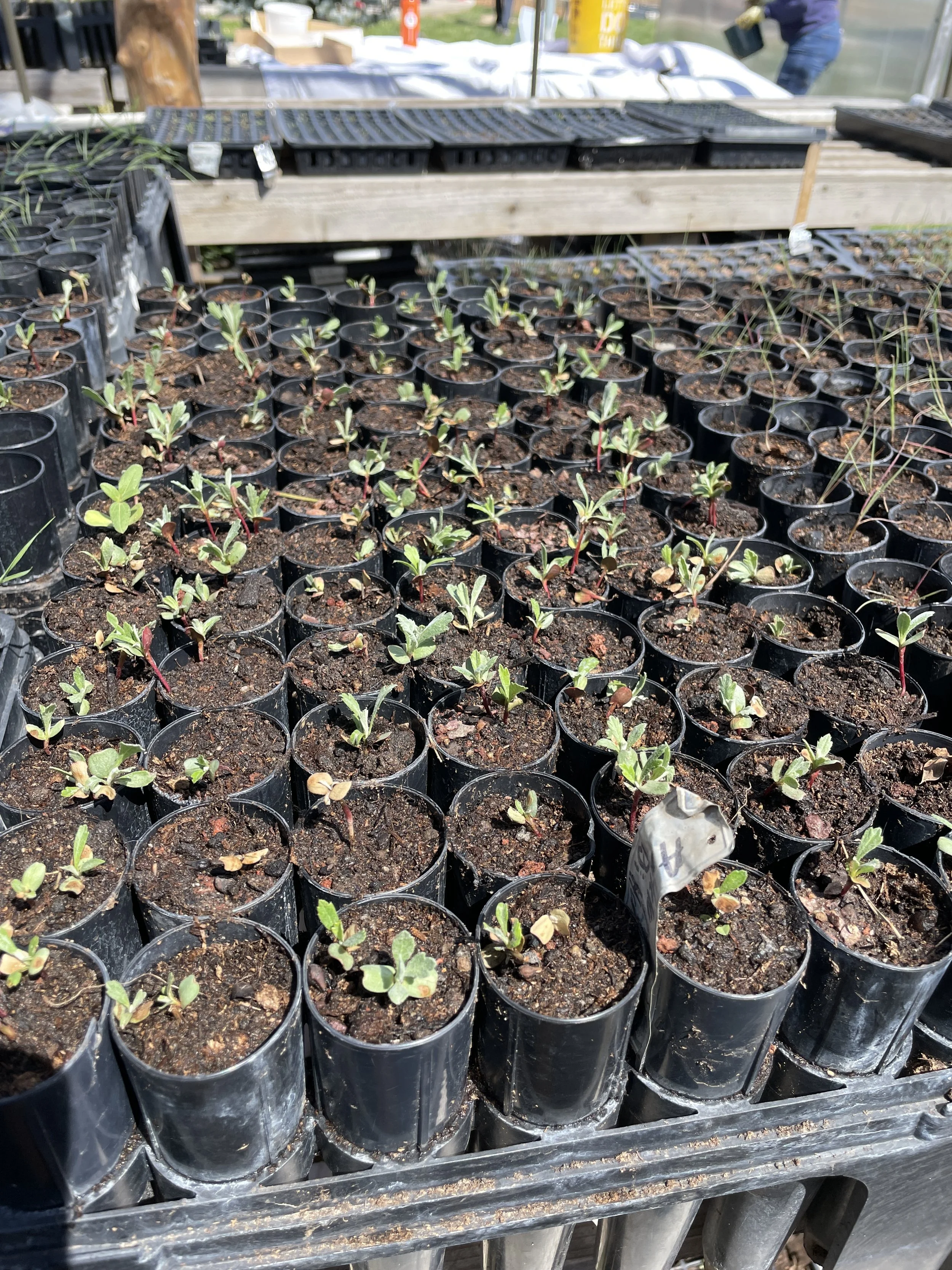 Native Plant Grower Seed Pick Up 