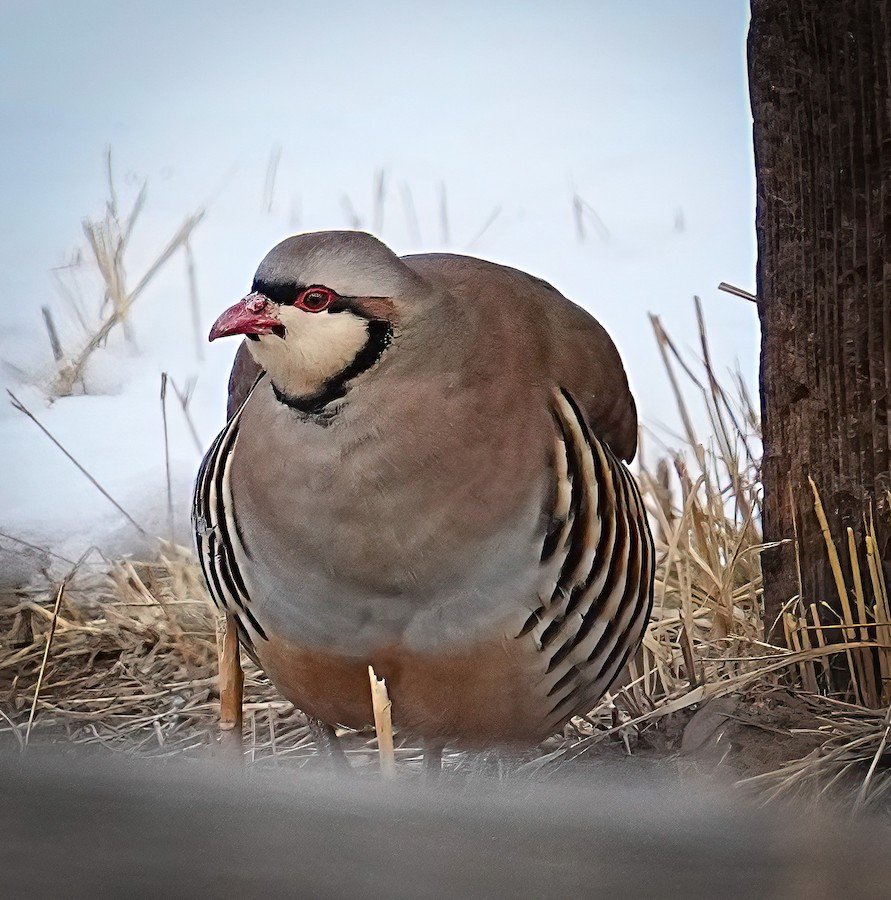 chukar_SPursley.jpeg