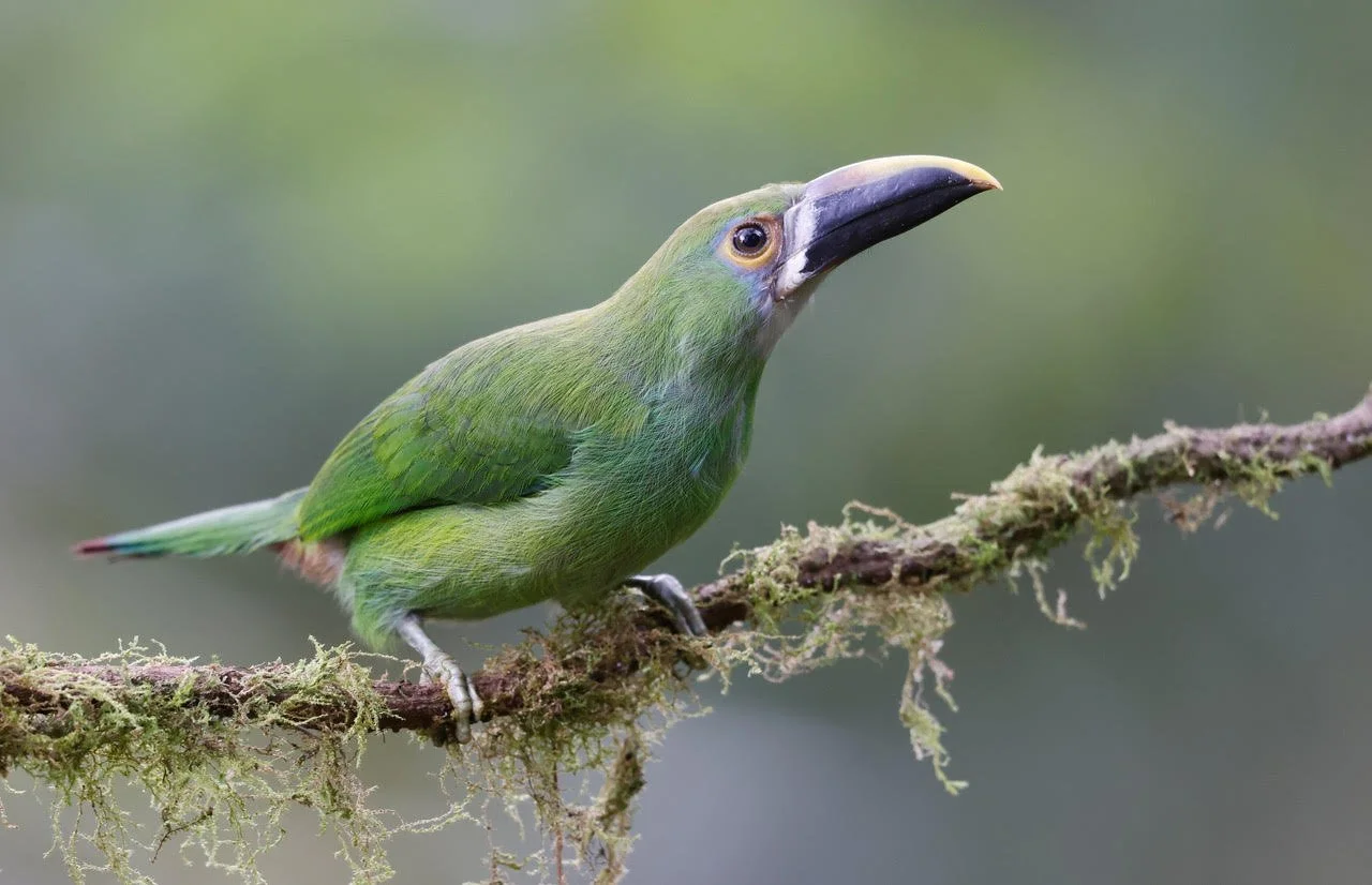 Birds of Colombia