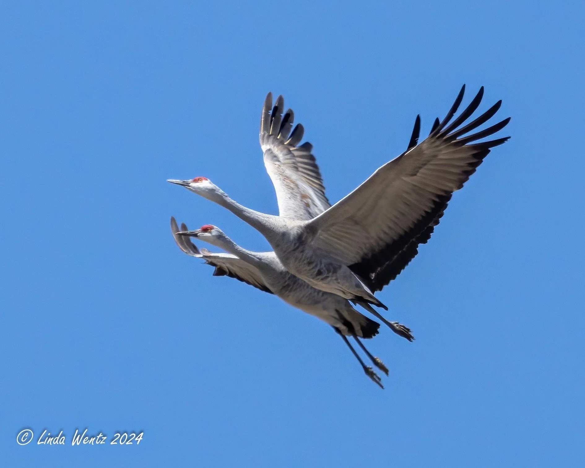 What It's Like To Be A Bird