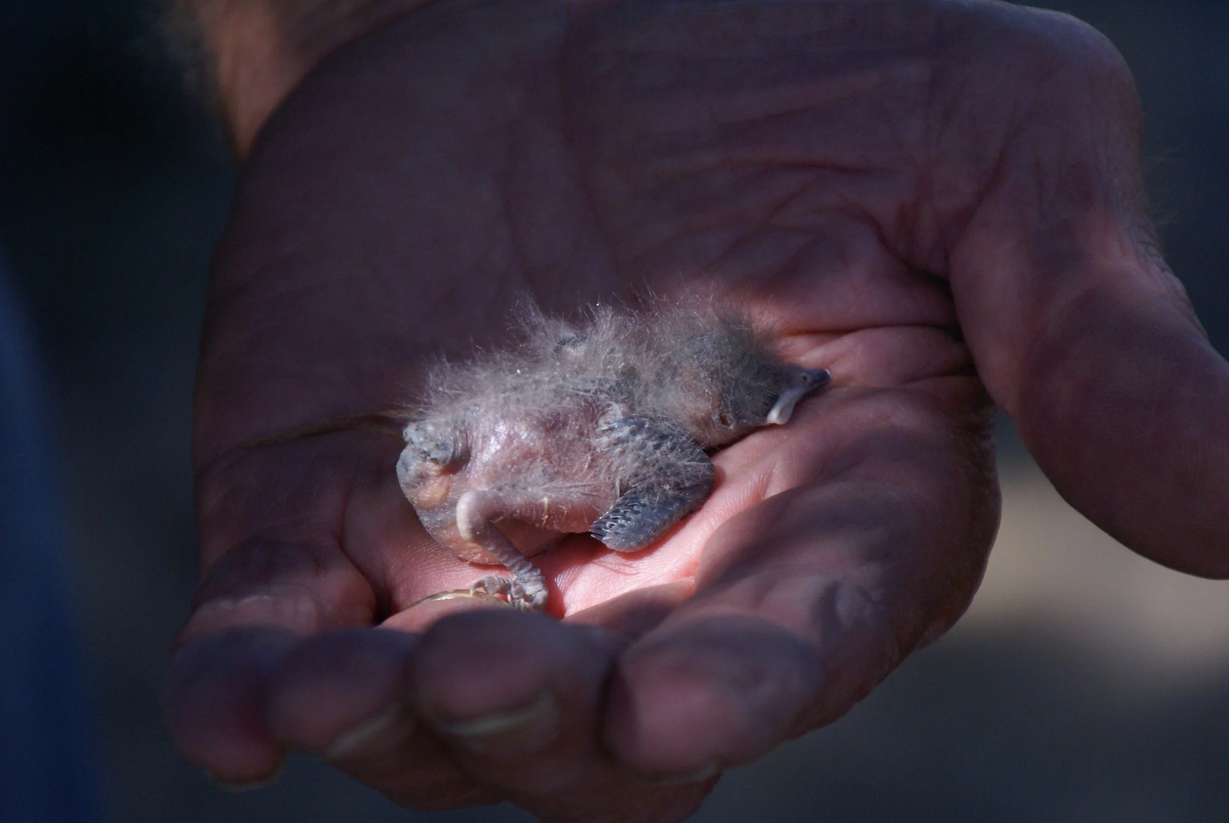 Baby bluebird in Al's hand 2010