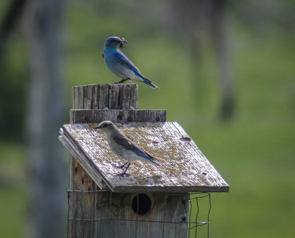 Mountain Bluebird pair