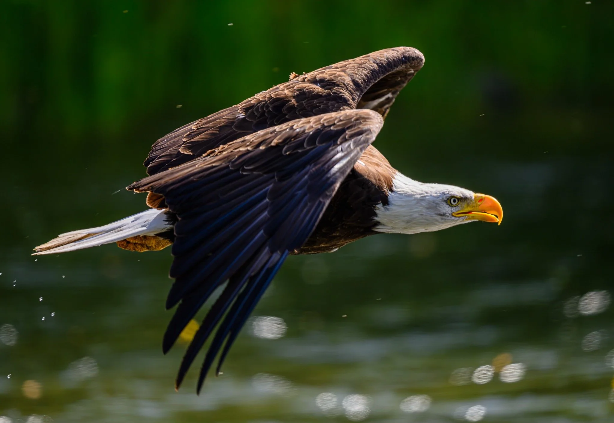 Wednesday Birders at Barber Park
