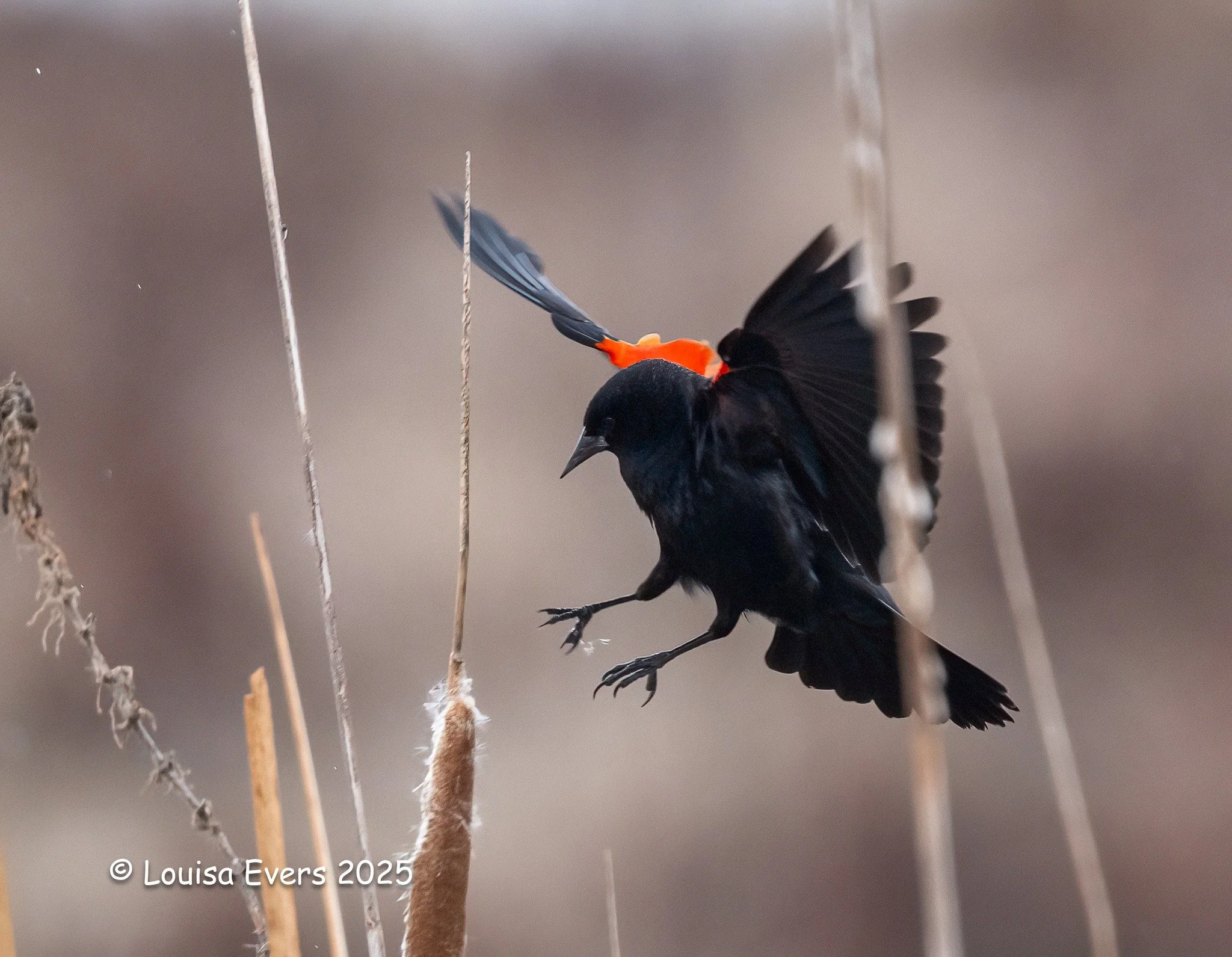 Red-winged Blackbird by Louisa Evers