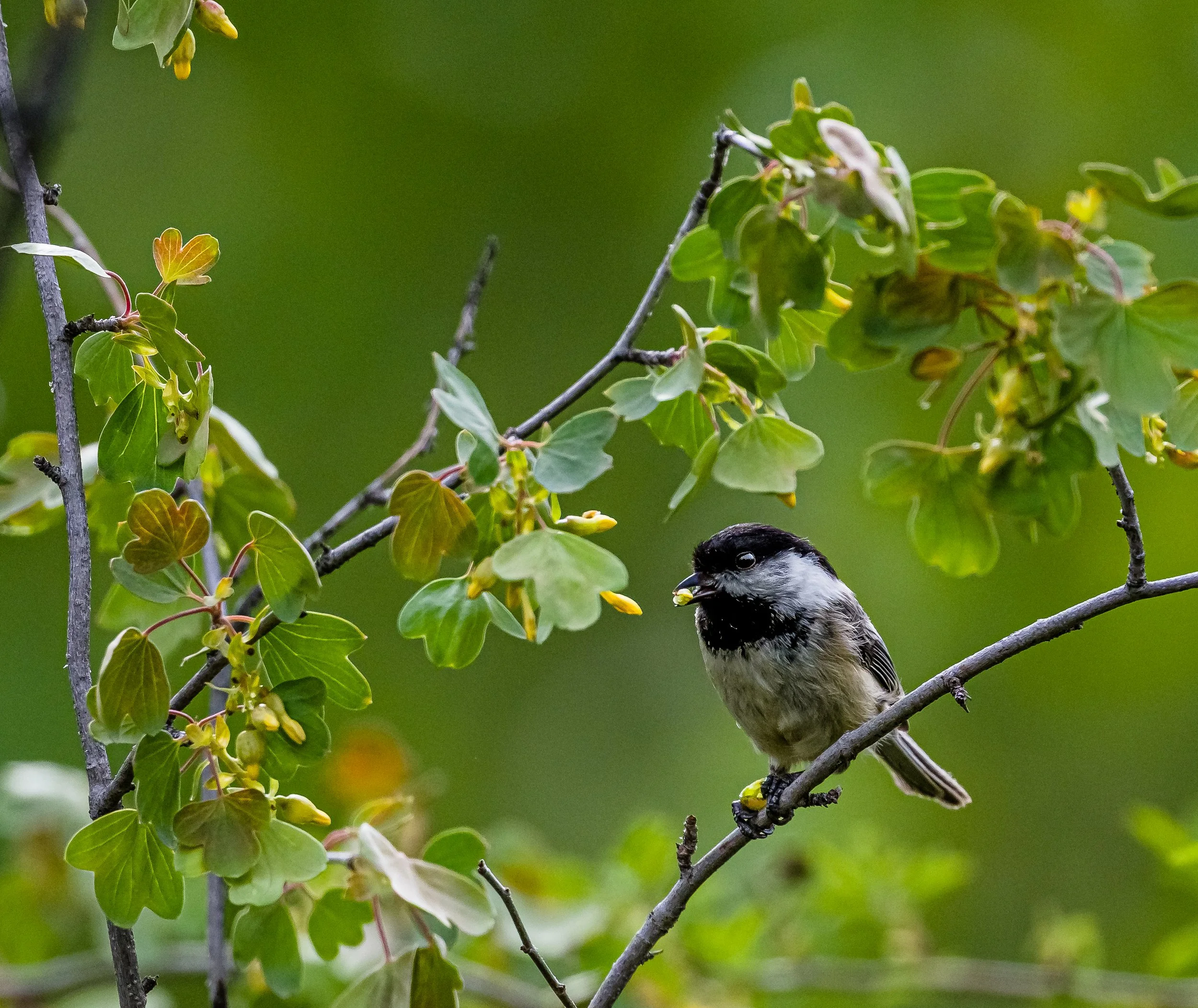 A Birder’s Guide to Mosquitos