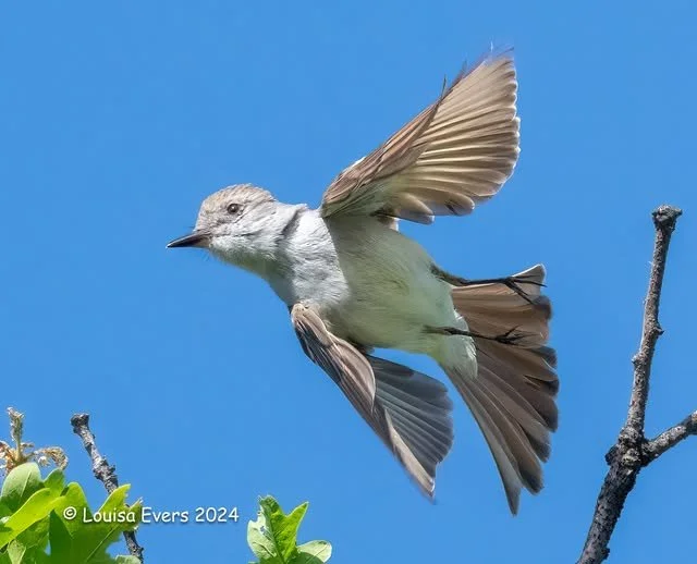 Birds of the Owyhee Mountains