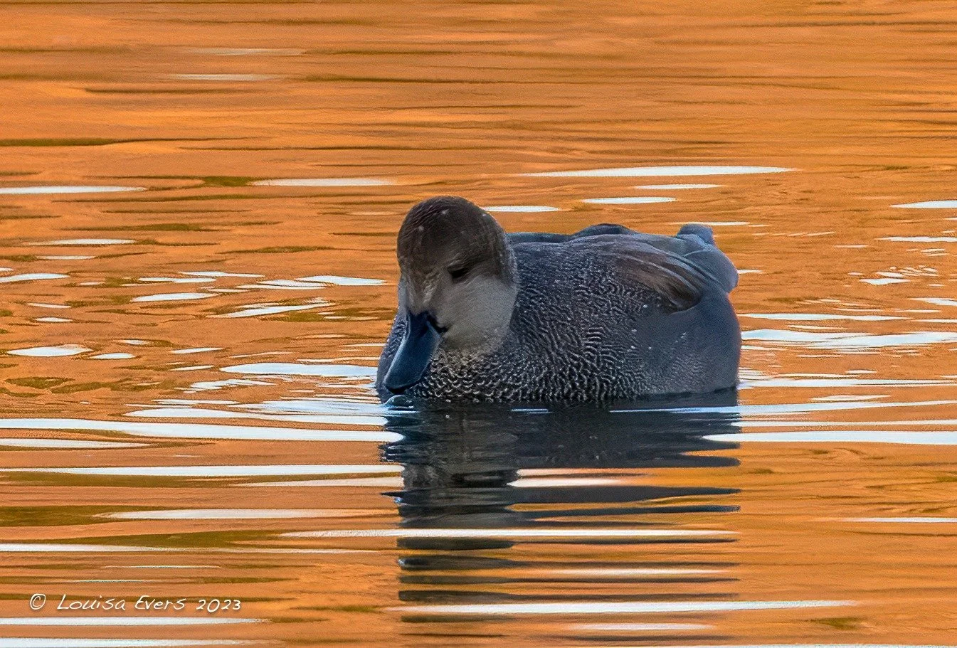 Winter Ducks of the Treasure Valley