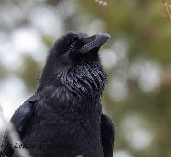 What Its Like To Be A Bird