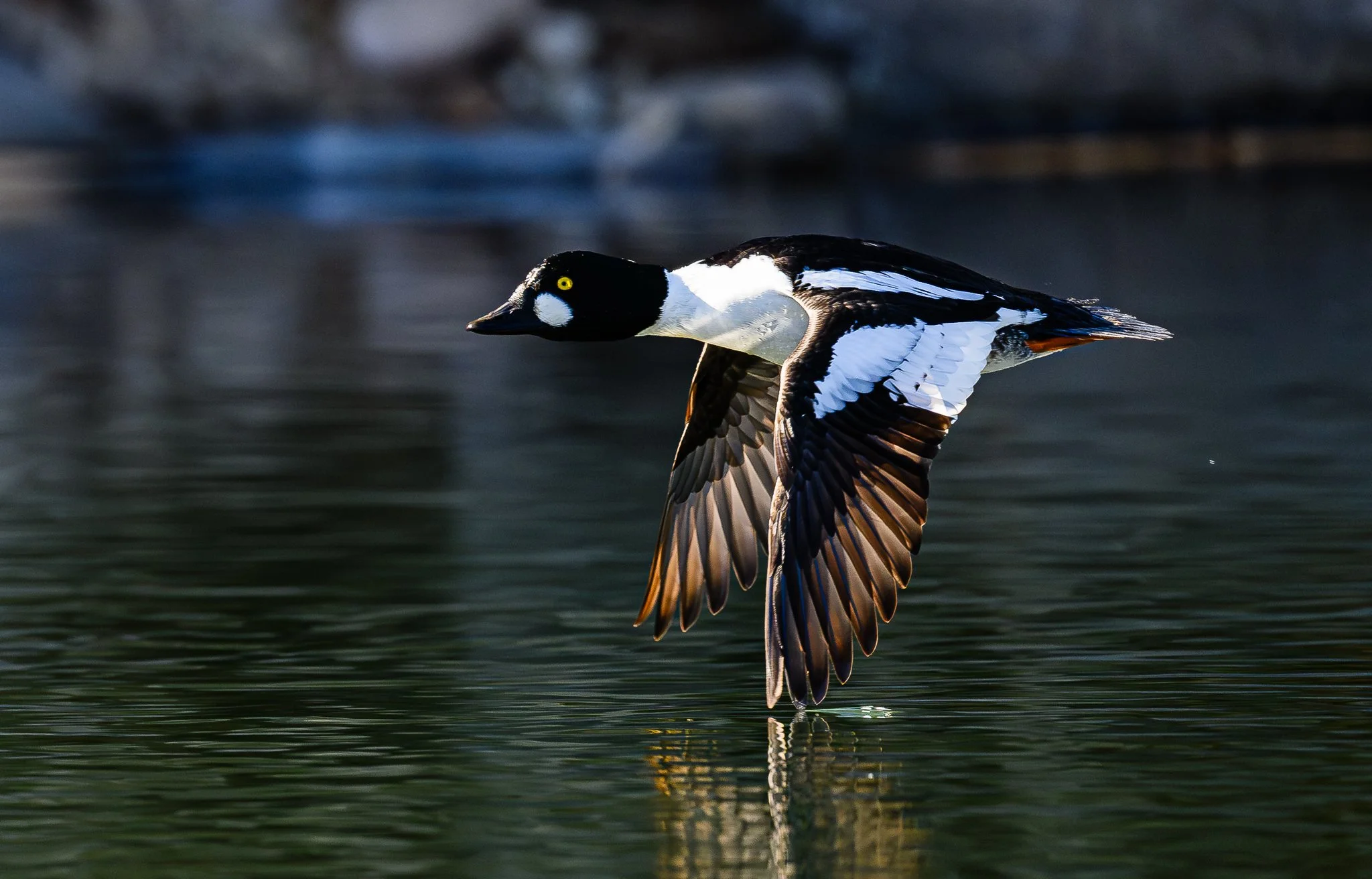 Winter Ducks of the Treasure Valley