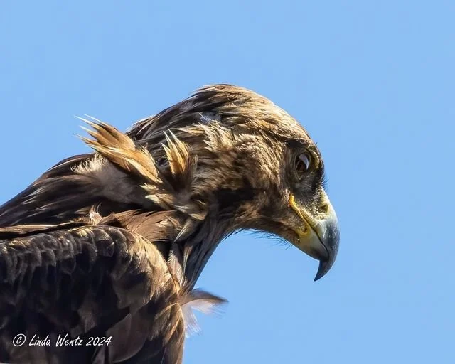 Raptors of Idaho