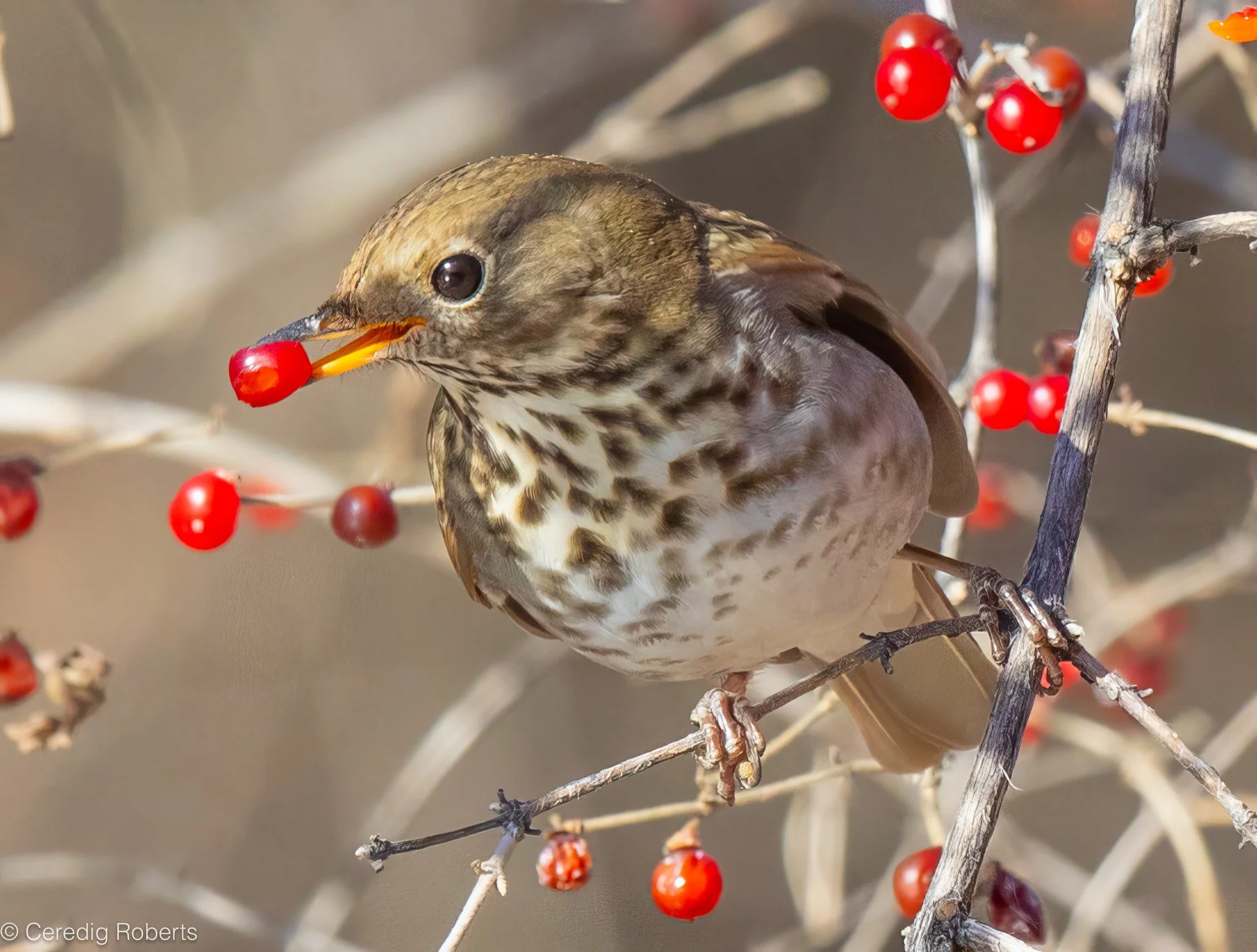 Habitat Help For Bird Haven