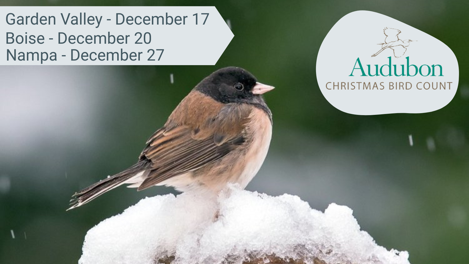 Garden Valley Christmas Bird Count