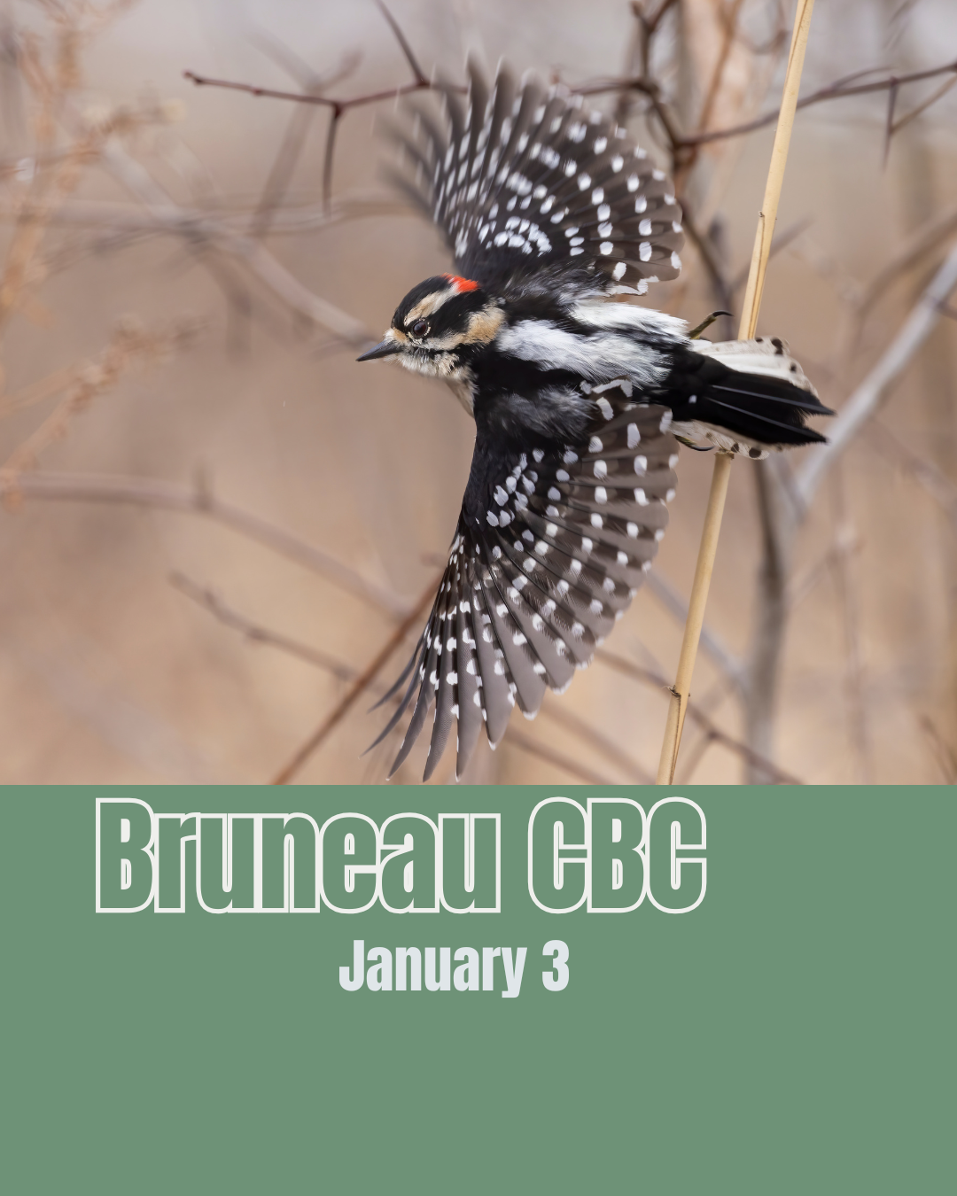 Bruneau Christmas Bird Count