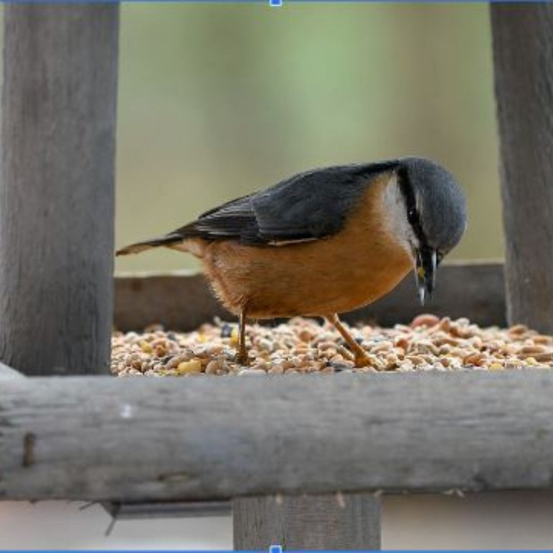 Winter Feeder Birds
