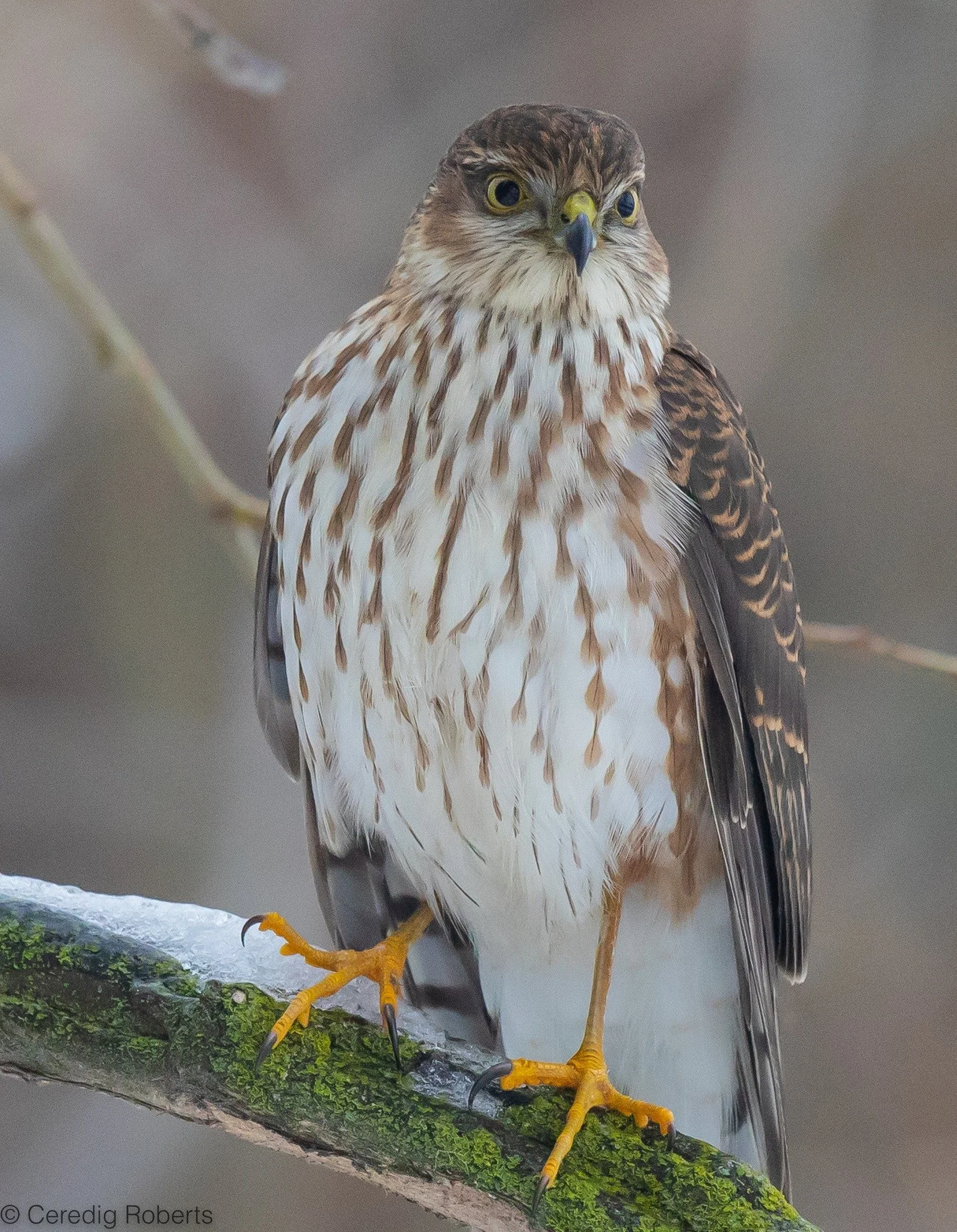 Raptors of Southwest Idaho