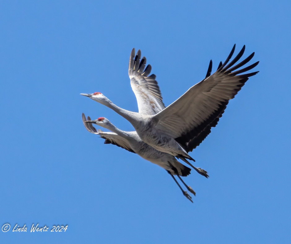 What It’s Like to be a Bird