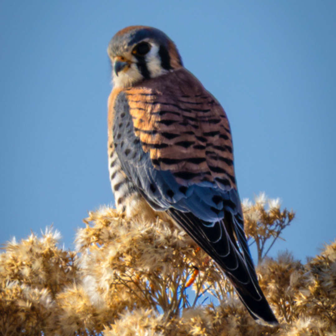 Ben Gundy Am Kestrel.png