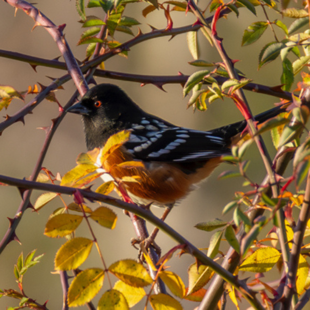 Ben Gundy-spotted towhee.png