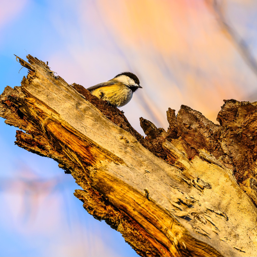 Ken Miracle Black Capped Chickadee.png