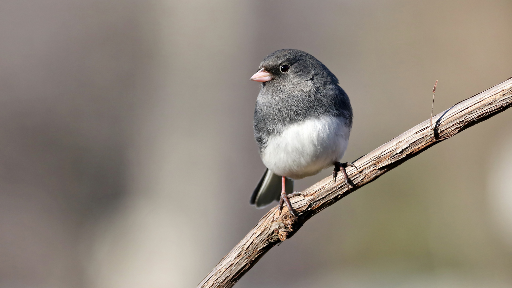 Introduction to Birding