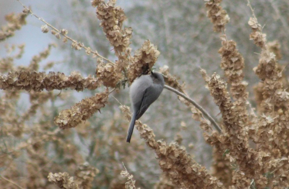 Bushtit James Jarrett WBC 2026.jpg