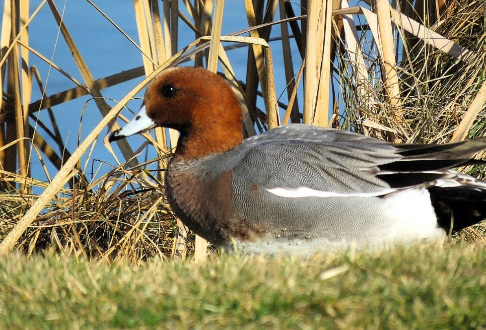 Eurasian Widgeon Ben Gundy WBC 2026.jpg