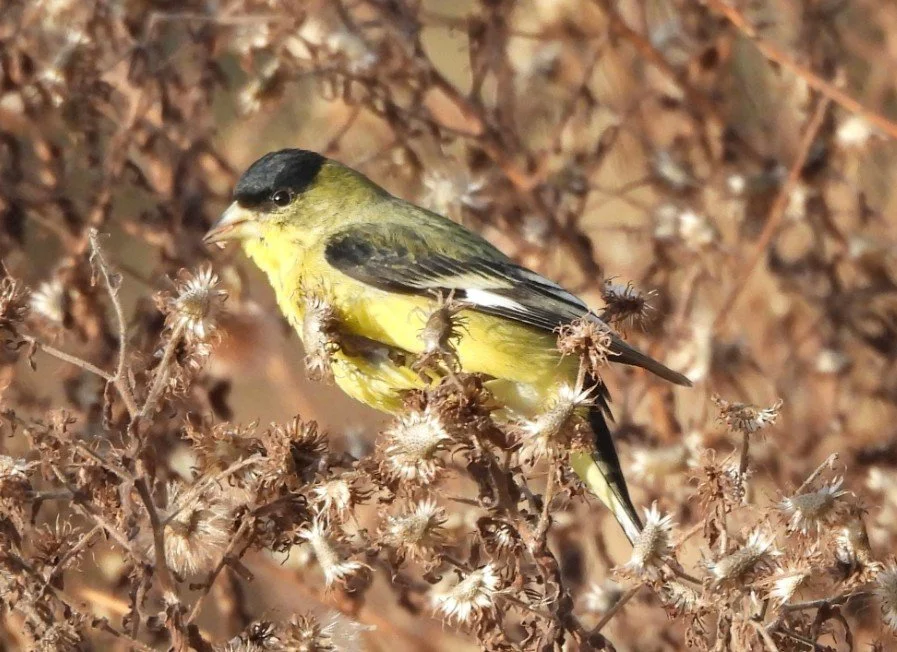 Lesser Goldfinch Patti Guichteau WBC 2026.jpg