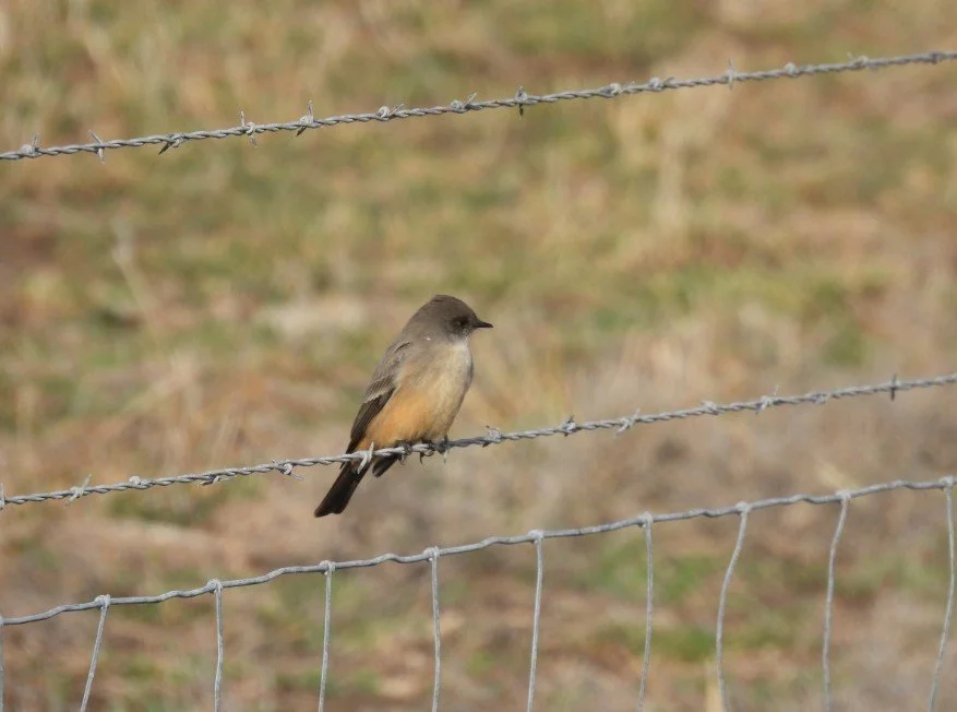 Says Phoebe _Jim James WBC 2026.jpg