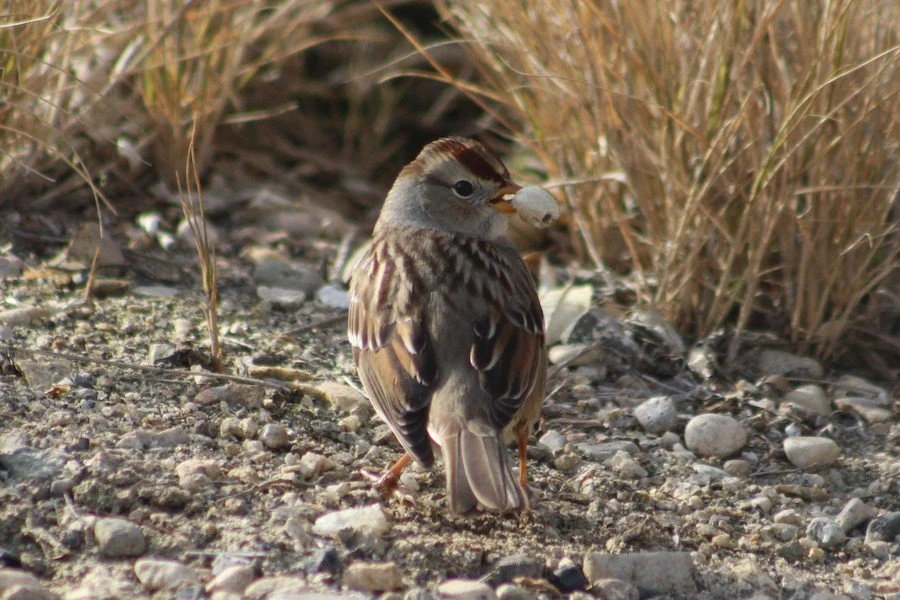 White crowned sparrow wbc 2026 James Jarrett.jpeg